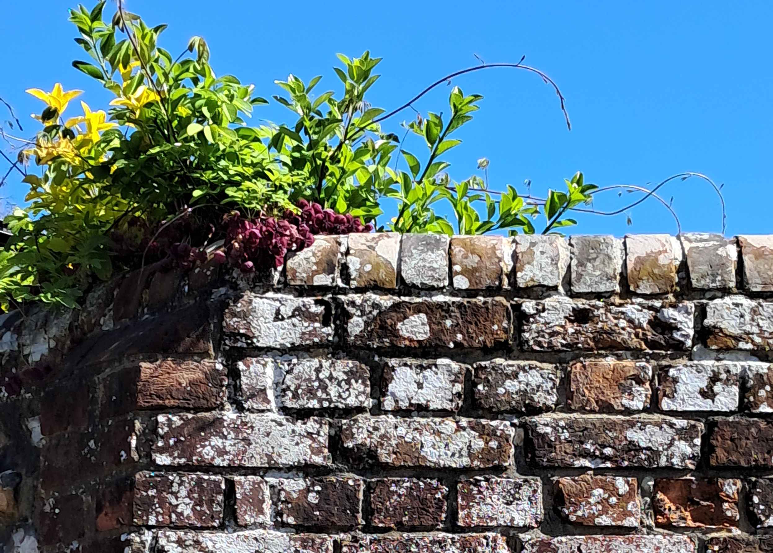 ((gra/chi-wall-vine-20250406-lores.jpg))